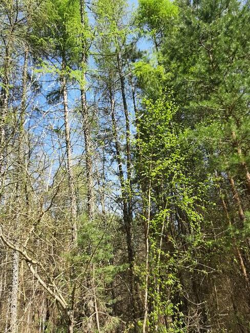 Działki budowlano-rekreacyjne pole