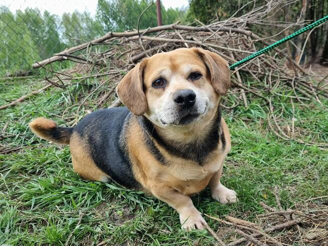 Blagamy o domy dla tych naszych szczeniaków uratujmy Długosi