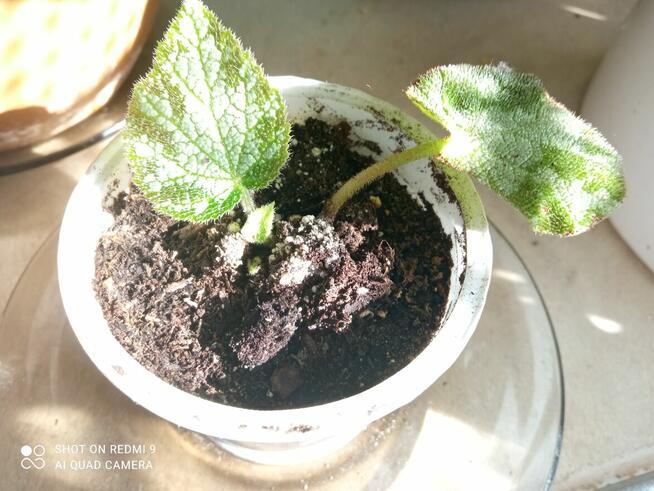 Begonia Silver Jewel-begonia zebra