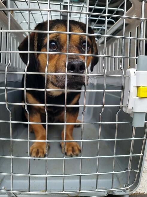 Blagamy o domy dla tych naszych szczeniaków uratujmy Długosi