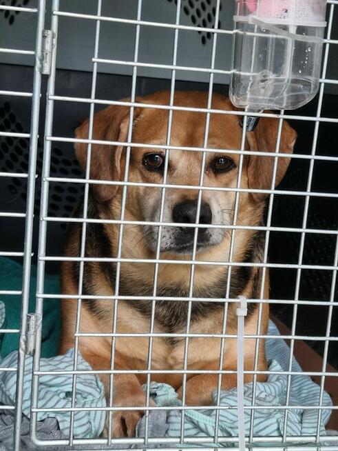 Blagamy o domy dla tych naszych szczeniaków uratujmy Długosi