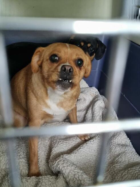 Blagamy o domy dla tych naszych szczeniaków uratujmy Długosi