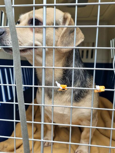 Blagamy o domy dla tych naszych szczeniaków uratujmy Długosi