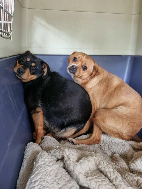 Blagamy o domy dla tych naszych szczeniaków uratujmy Długosi