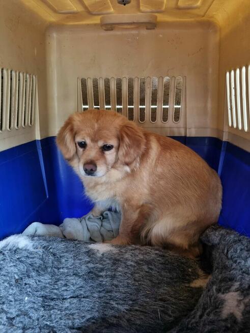 Blagamy o domy dla tych naszych szczeniaków uratujmy Długosi