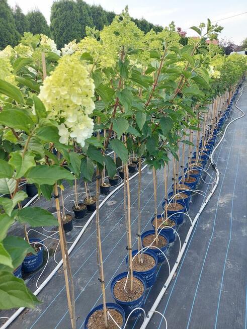 Hortensje bukietowe na pniu