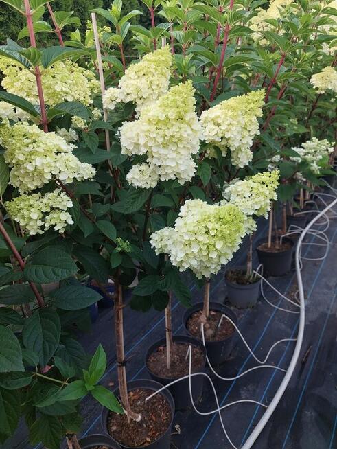 Hortensje bukietowe na pniu