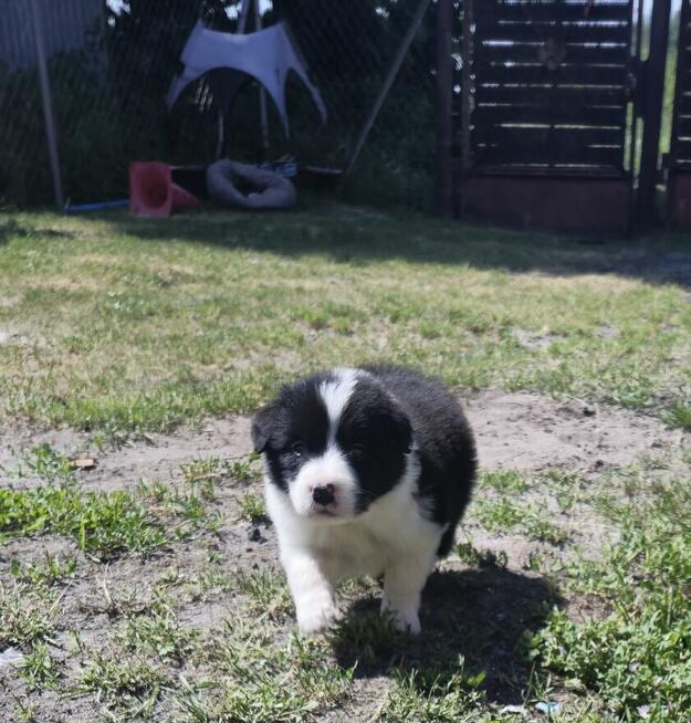 Border collie szczenięta