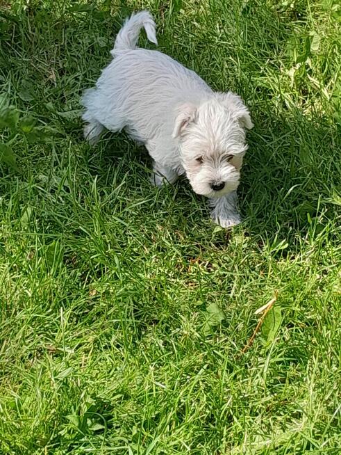 sznaucer miniaturowy biały