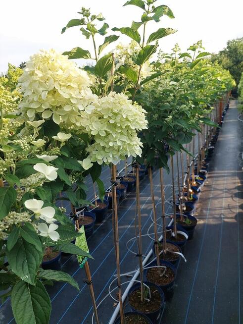 Hortensje bukietowe na pniu