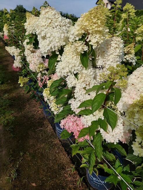 Hortensje bukietowe na pniu