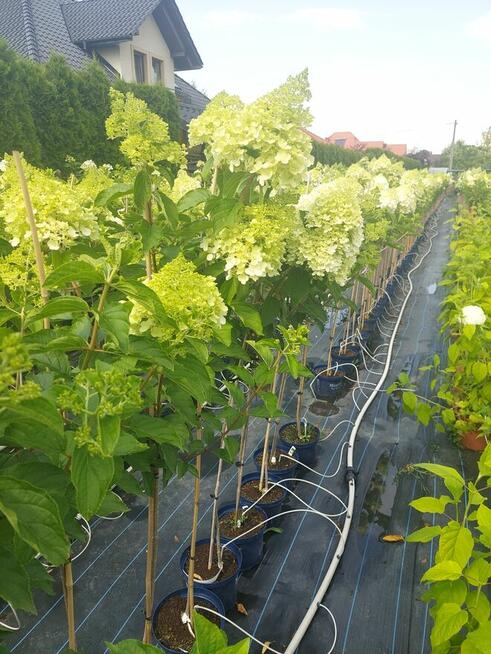 Hortensje bukietowe na pniu