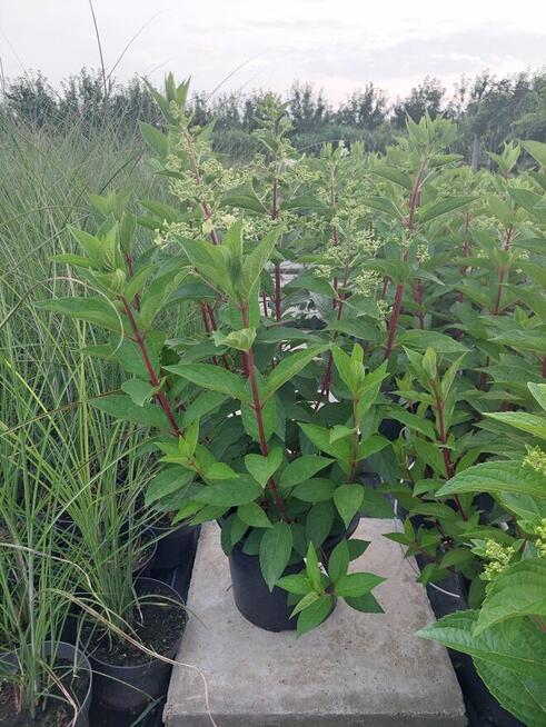 Hortensje bukietowe na pniu