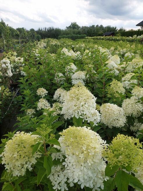 Hortensje bukietowe na pniu