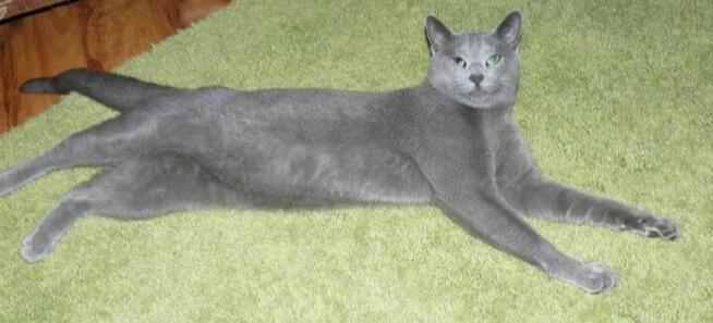 Reproduktor Kocur rasy rosyjskiej niebieski z rodowodem