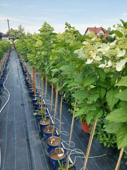 Hortensje bukietowe na pniu