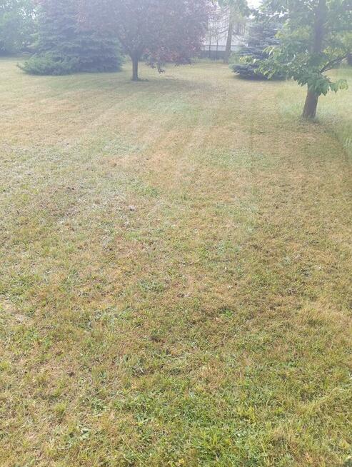 Usługi-koszenie trawy, pielęgnacja, porządki itp