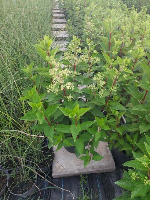 Hortensje bukietowe na pniu