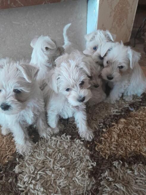 sznaucer miniaturowy biały