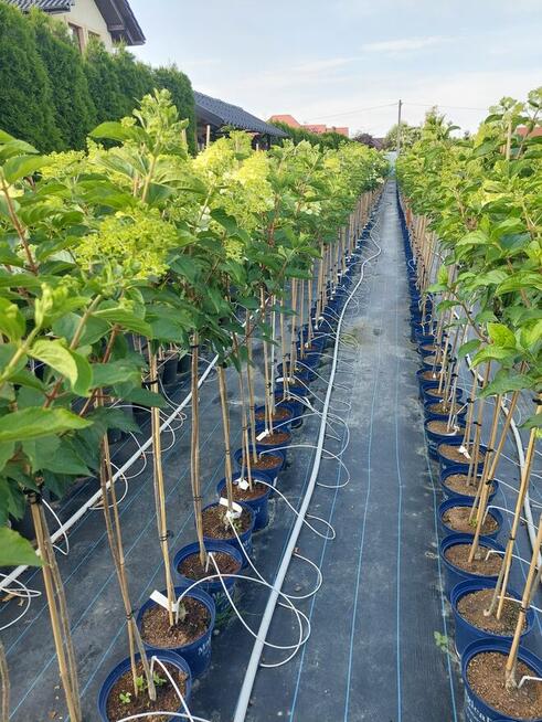 Hortensje bukietowe na pniu