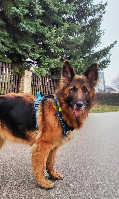 Suczka Badera do adopcji