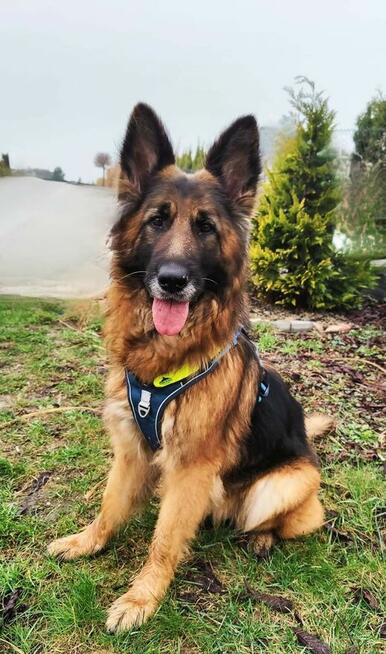 Suczka Badera do adopcji