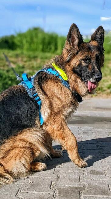 Suczka Badera do adopcji