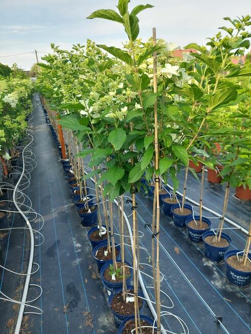Hortensje bukietowe na pniu