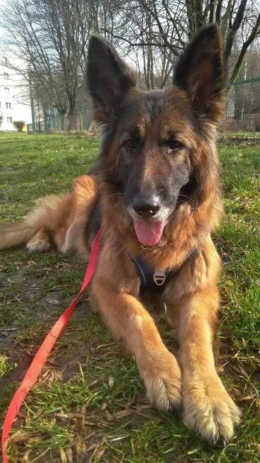 Suczka Badera do adopcji