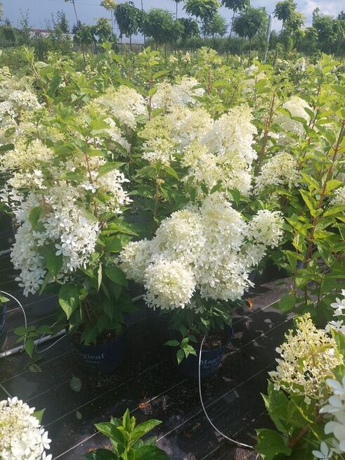 Hortensje bukietowe na pniu