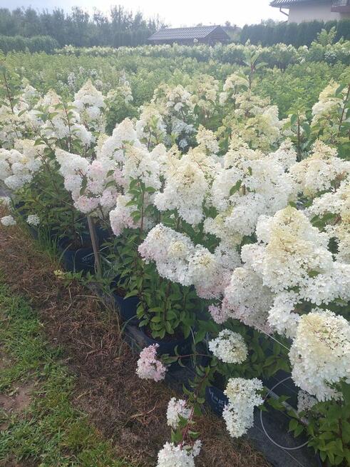 Hortensje bukietowe na pniu