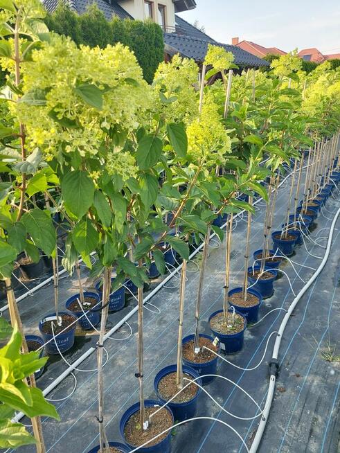 Hortensje bukietowe na pniu