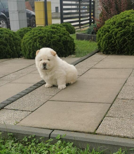 Chow Chow