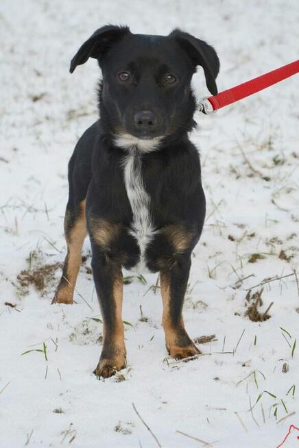 Rocky szuka domu, pies, mały