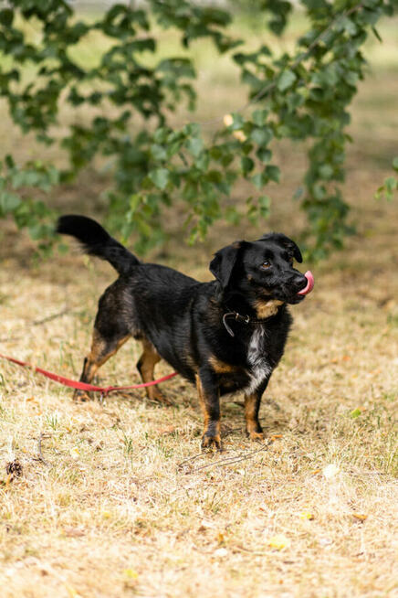 Rocky szuka domu, pies, mały