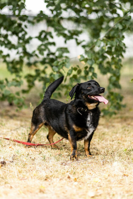 Rocky szuka domu, pies, mały