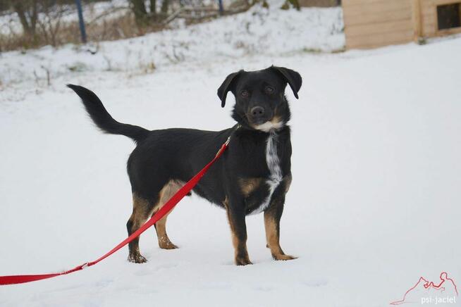 Rocky szuka domu, pies, mały