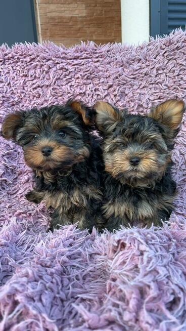 York terrier