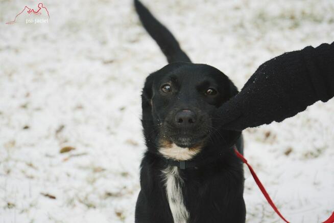 Rocky szuka domu, pies, mały