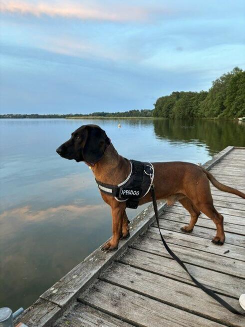 Niko - posokowiec bawarski, krycie