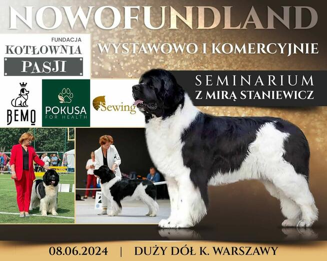 Szkolenia dla groomerów, COCKER SPANIEL i SZKOLENIE GŁÓWKOWE
