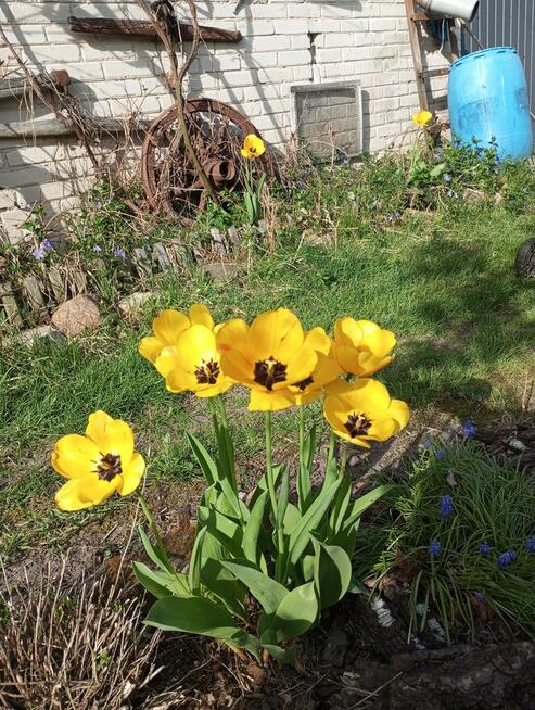 Sprzedam działkę zabudowaną.