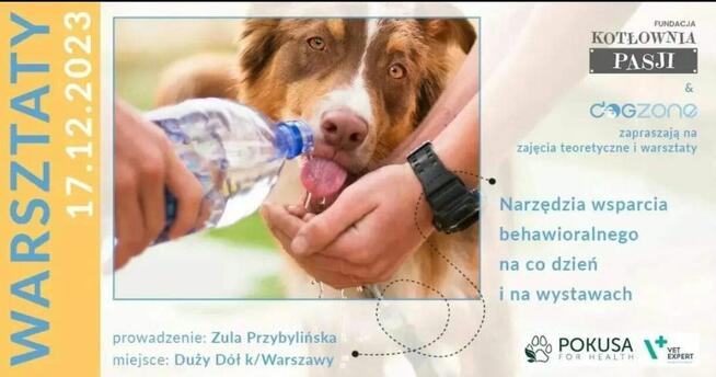 Szkolenia dla groomerów, COCKER SPANIEL i SZKOLENIE GŁÓWKOWE