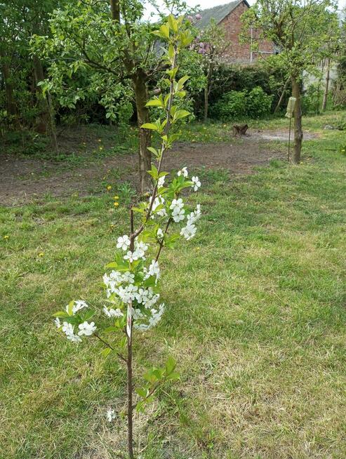 Sprzedam działkę zabudowaną.
