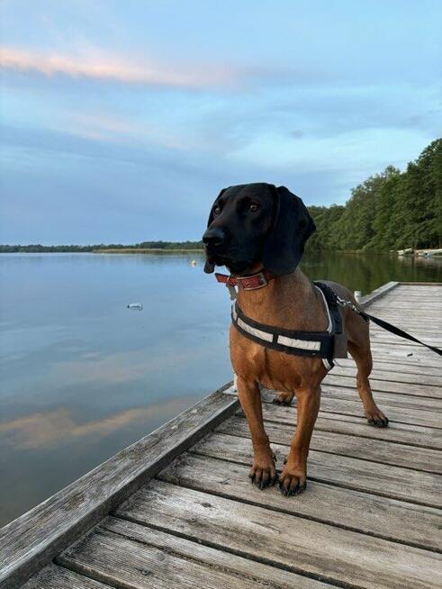 Niko - posokowiec bawarski, krycie