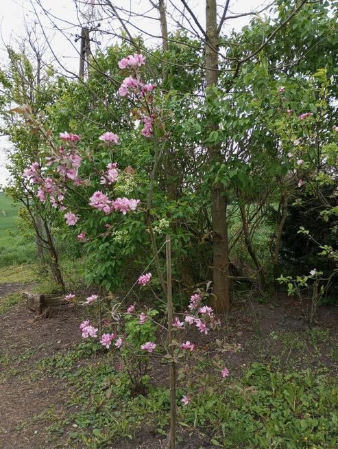 Sprzedam działkę zabudowaną.