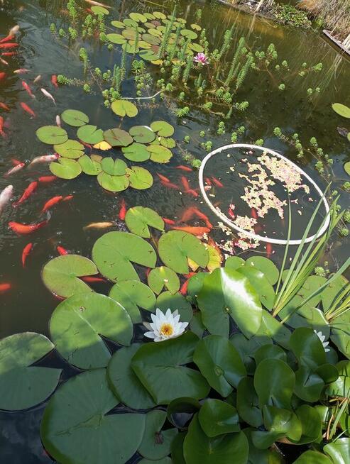 Sprzedam działkę zabudowaną.