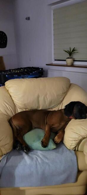 Niko - posokowiec bawarski, krycie