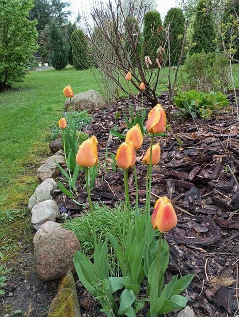 Sprzedam działkę zabudowaną.