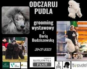 Szkolenia dla groomerów, COCKER SPANIEL i SZKOLENIE GŁÓWKOWE